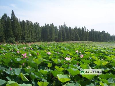 湖北武汉天气预报_武汉天气预报一周7天10天15天湖北武汉天气预报,武汉天气预报一周7天10天15天